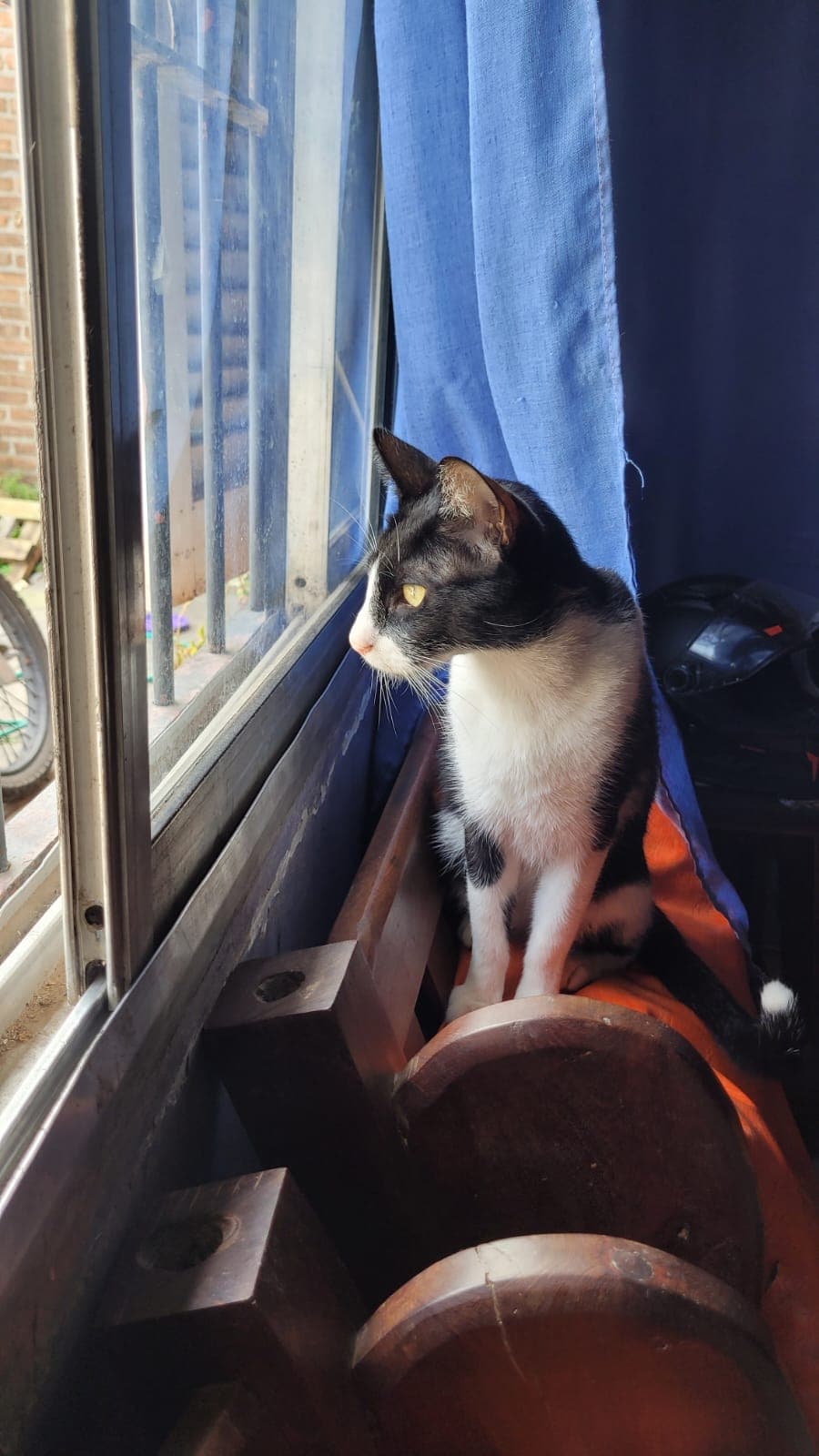 Tom